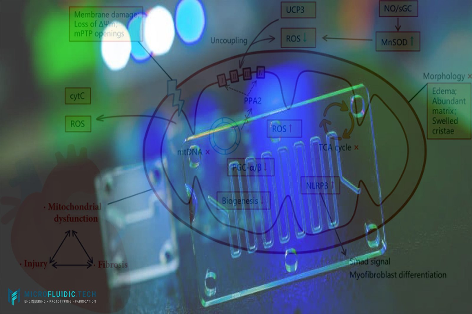 Microfluidic On-Chip Monitoring of Mitochondrial Membrane Potential: A New Era in Bioenergetics Analysis