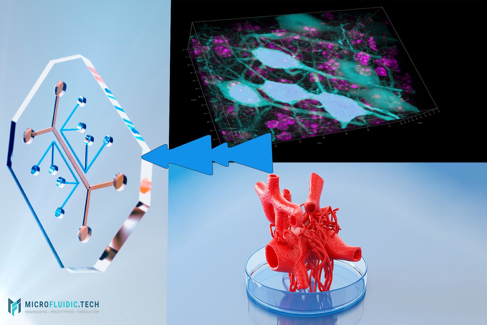 Organ-on-a-Chip: A Big Leap Forward in Microfluidics