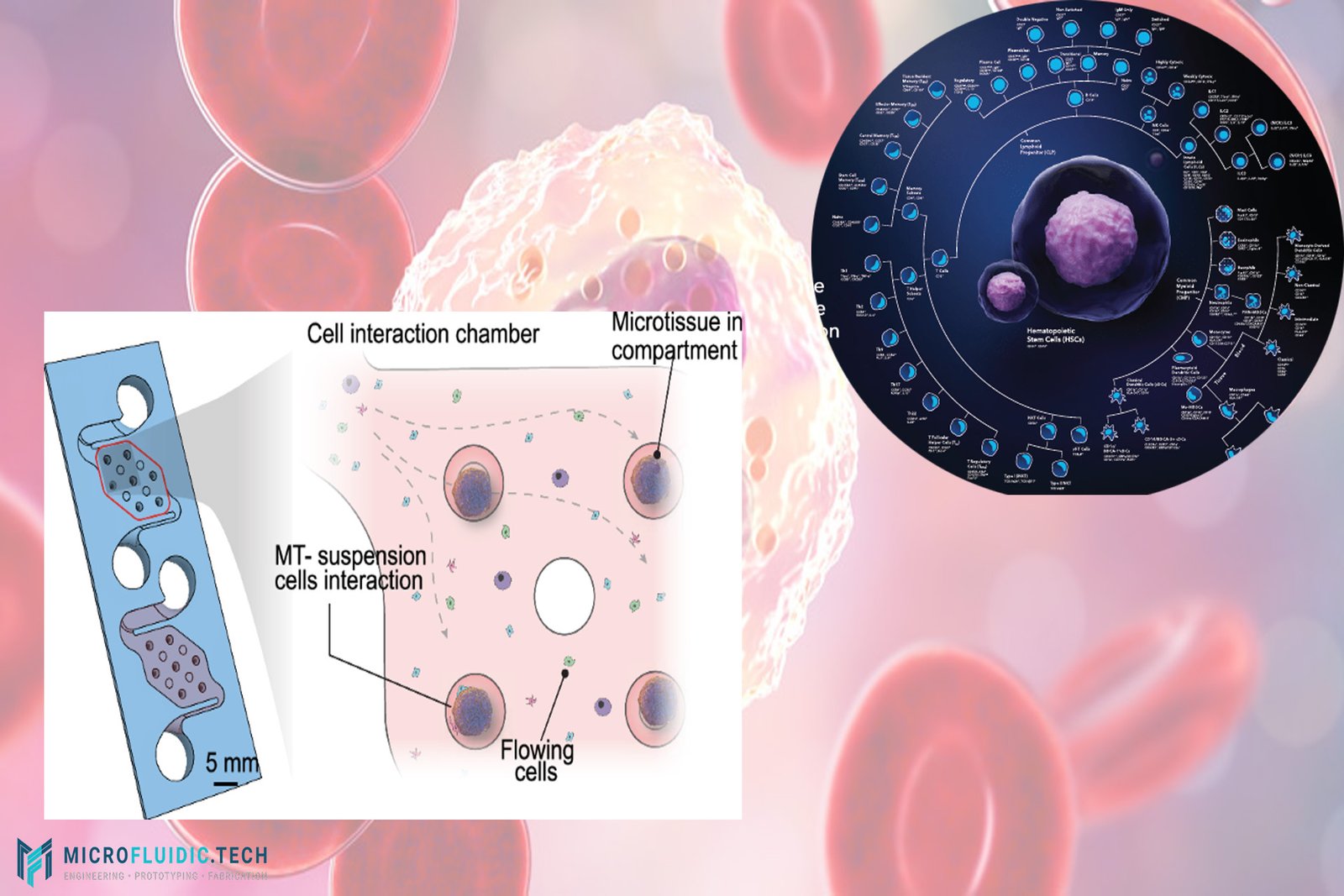 Revolutionizing Immune Cell Research: Meet the hiFlow Microfluidic Platform