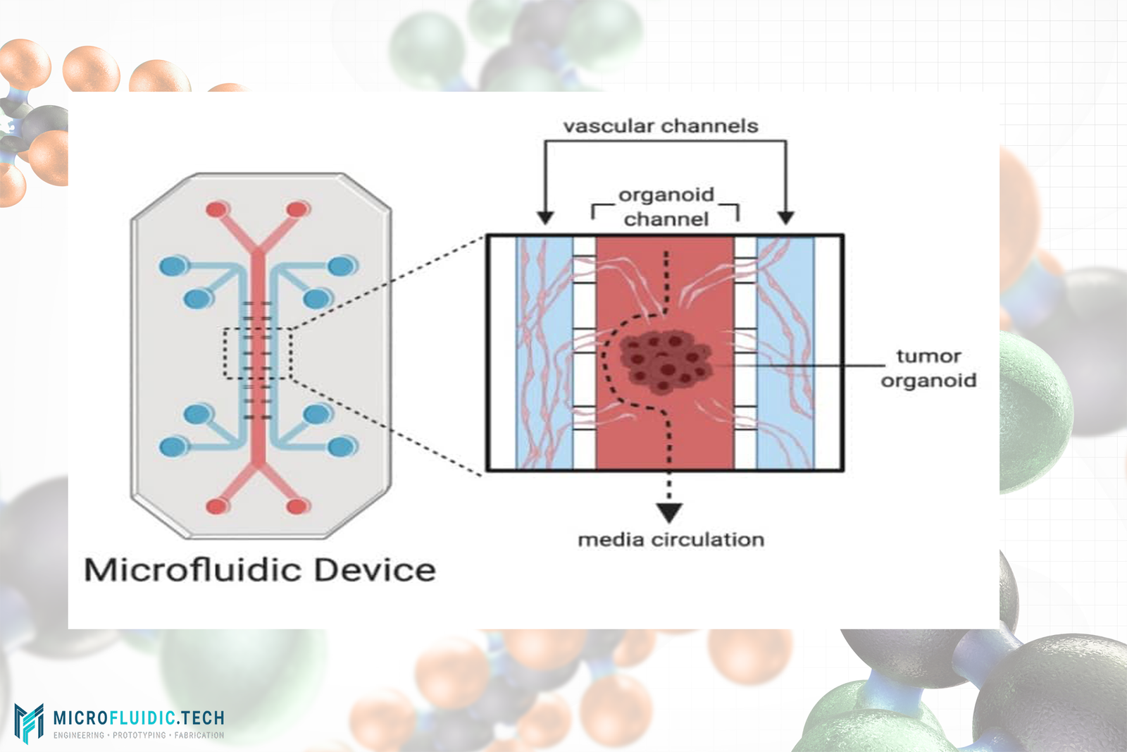 Organoids-on-a-Chip: The Future of Microfluidic Disease Modeling and Personalized Medicine